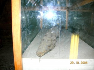 Mummified Crocodile